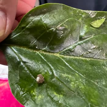 Cemre Ekolojik Sebze Meyve Toprak İçeren Hazır Sebze Paket