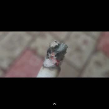 Marlboro Tütün İçinden Tütün Ağcı Çıkıyor Çöplere Dikkat Edilmiyor