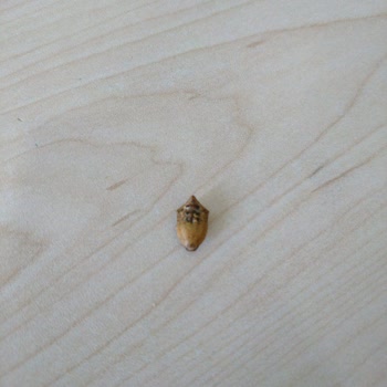 Ufanti Fırın Pastada Böcek Çıkması Ve Personel Davranışı