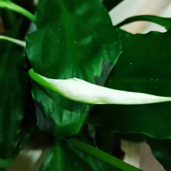 Çiçek Sepeti Çürük Çiçek Getirdi.