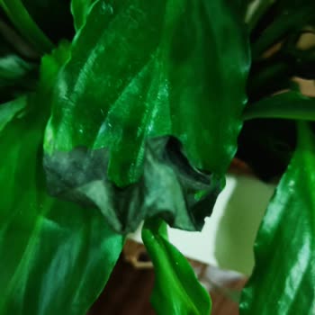 Çiçek Sepeti Çürük Çiçek Getirdi.