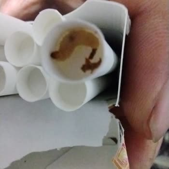 Winston Sigara Da Kurt Çıktı