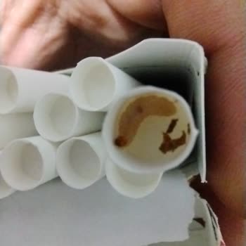 Winston Sigara Da Kurt Çıktı