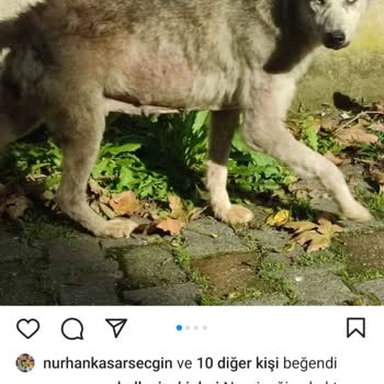 Kartal Belediyesi "kurt Ve Köpek Sorunu"