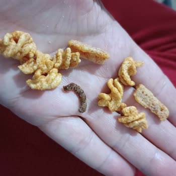 Patos Yeni Açılan Kutudan Çıkan Sürpriz!