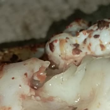 Pizza Uno Pizzada Kıl Çıktı