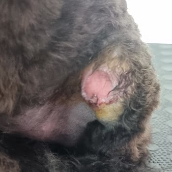 Lady Pet Coiffeur (Beşiktaş) Köpeğimin Bacağını Kesti