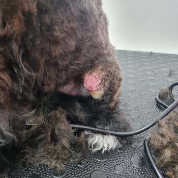 Lady Pet Coiffeur (Beşiktaş) Köpeğimin Bacağını Kesti