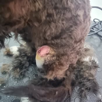 Lady Pet Coiffeur (Beşiktaş) Köpeğimin Bacağını Kesti
