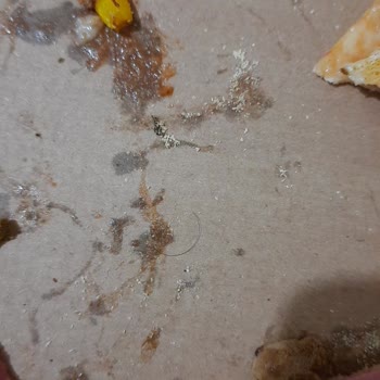 Migros Yemek Pizza Siparişimde Kıl Çıktı!