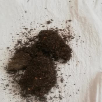 Doğuş Çay İçinde Oluşan Küflenme