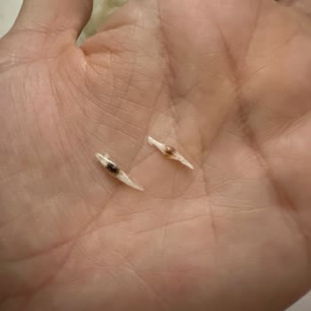 Aytürk Gıda Yerel Bakkalda Satılan Pişmaniye Ürününde Böcek Sorunu