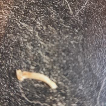 Doğal Doktorum Doktorum Doğal Karadut Özü