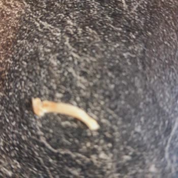 Doğal Doktorum Doktorum Doğal Karadut Özü