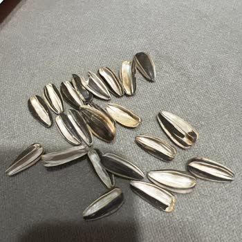 Çerezya Çekirdeklerinin İçi Boş