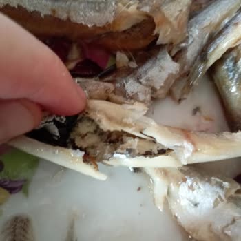 BİM Dondurulmuş Ve Temizlenmiş Sardalya Temizlenmemiş Çıktı