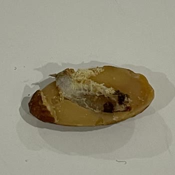 Tadım Gıda Gıda Ürünün İçinden Kurt Çıktı