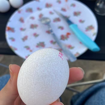 CP Piliç Yumurtadaki Beyaz Noktalar