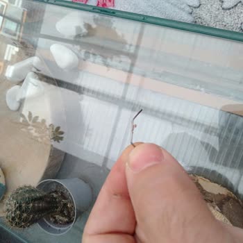 FLO Ayakkabı Ayakkabı İçinde Yukarı Açık Batan Zımba