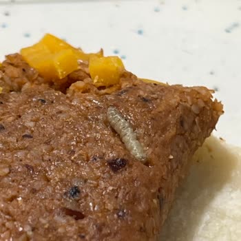 Üstade Çiğ Köfte Kurt Çıktı Bundan Daha Önemli Ne Olabilir Ki Biz Kurt Mu Yiyeceğiz.