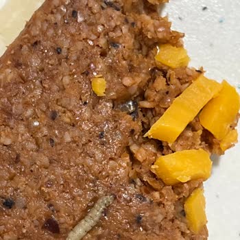 Üstade Çiğ Köfte Kurt Çıktı Bundan Daha Önemli Ne Olabilir Ki Biz Kurt Mu Yiyeceğiz.