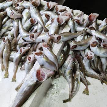 Samsun Büyükşehir Belediyesi Büyükşehir Belediyesi Personel Üslubu Hiç Hoş Değil