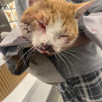 VetAmerikan Hayvan Hastanesi Acil Durumda Yardım Yerine Ücret Talebi!