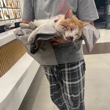 VetAmerikan Hayvan Hastanesi Acil Durumda Yardım Yerine Ücret Talebi!