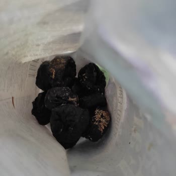 Gold Harvest Kuruyemiş Aldığım Kuru Erik Açılmadan Bozulmuş!