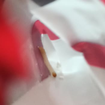 Şok Marketler Bayat Üründe Kurt Şoku!