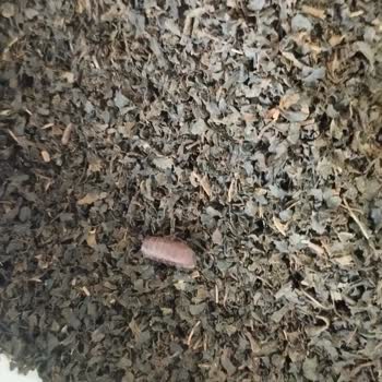 Çaykur Tiryaki Çay Sorunu