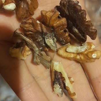 Migros Bozuk Ceviz Sorunu