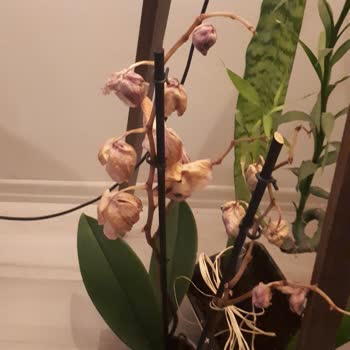 Çiçek Sepeti Hiç Beğenmedim Yaptığınızı. Etik Kurallara Uymadın.