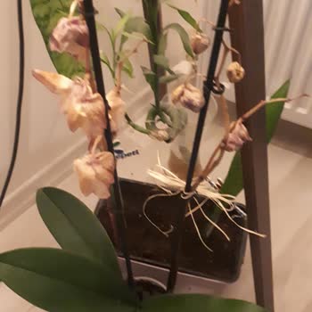 Çiçek Sepeti Hiç Beğenmedim Yaptığınızı. Etik Kurallara Uymadın.