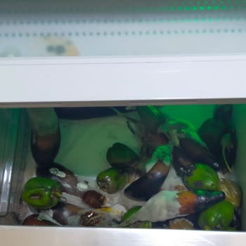 Arçelik Buzdolabı Meyve Ve Sebze Bölümünde Gıdaların Bozulması