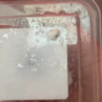 İçim Peynirden Böcek Çıkması