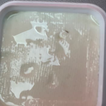 İçim Peynirden Böcek Çıkması