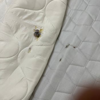 Bellona Yataktan Yay Dışarı Çıktı!
