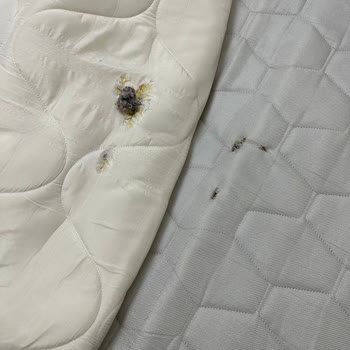 Bellona Yataktan Yay Dışarı Çıktı!