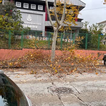 Bağcılar Belediyesi Ağaç Budama İşlemi