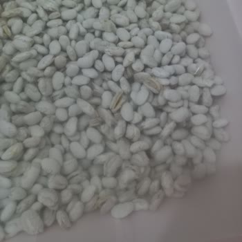 Hasata Bulgur Fasülye Şikayet