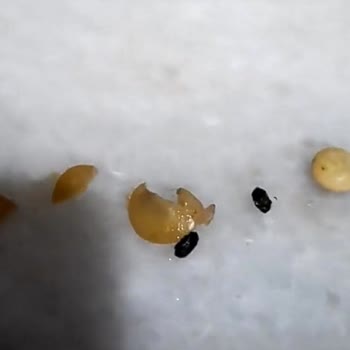 A101 Yörece Yeşil Mercimek Siyah Böcek