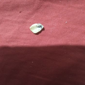 Taşkale Helva Antep Fıstıklı Helva İçinde Yabancı Cisim