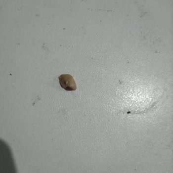 Taşkale Helva Antep Fıstıklı Helva İçinde Yabancı Cisim