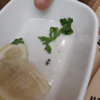 Dikmen Hammurabi Lahmacun'dan Böcek Çıktı