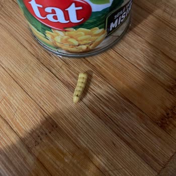 Tat Gıda Konserve Mısırdan Kurtçuk Çıktı