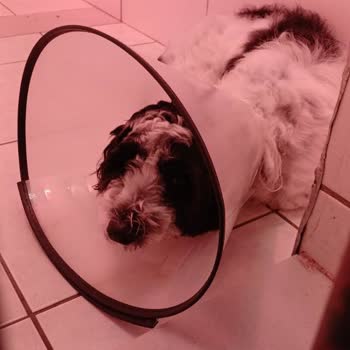 Fiona Hayvan Hastanesi Köpeğimin Endoskopi Sonrası Sağlık Sorunları