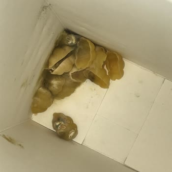 Barilla Gıda Essen Market'te Dikkatsizlik: Açılmış Makarna Paketi