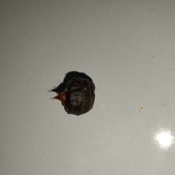 Amigo Kuruyemiş Ürününün İçinden Yabancı Cisim Çıkması