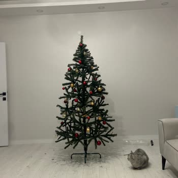 IKEA Çam Ağacı Seyrek Çıkması